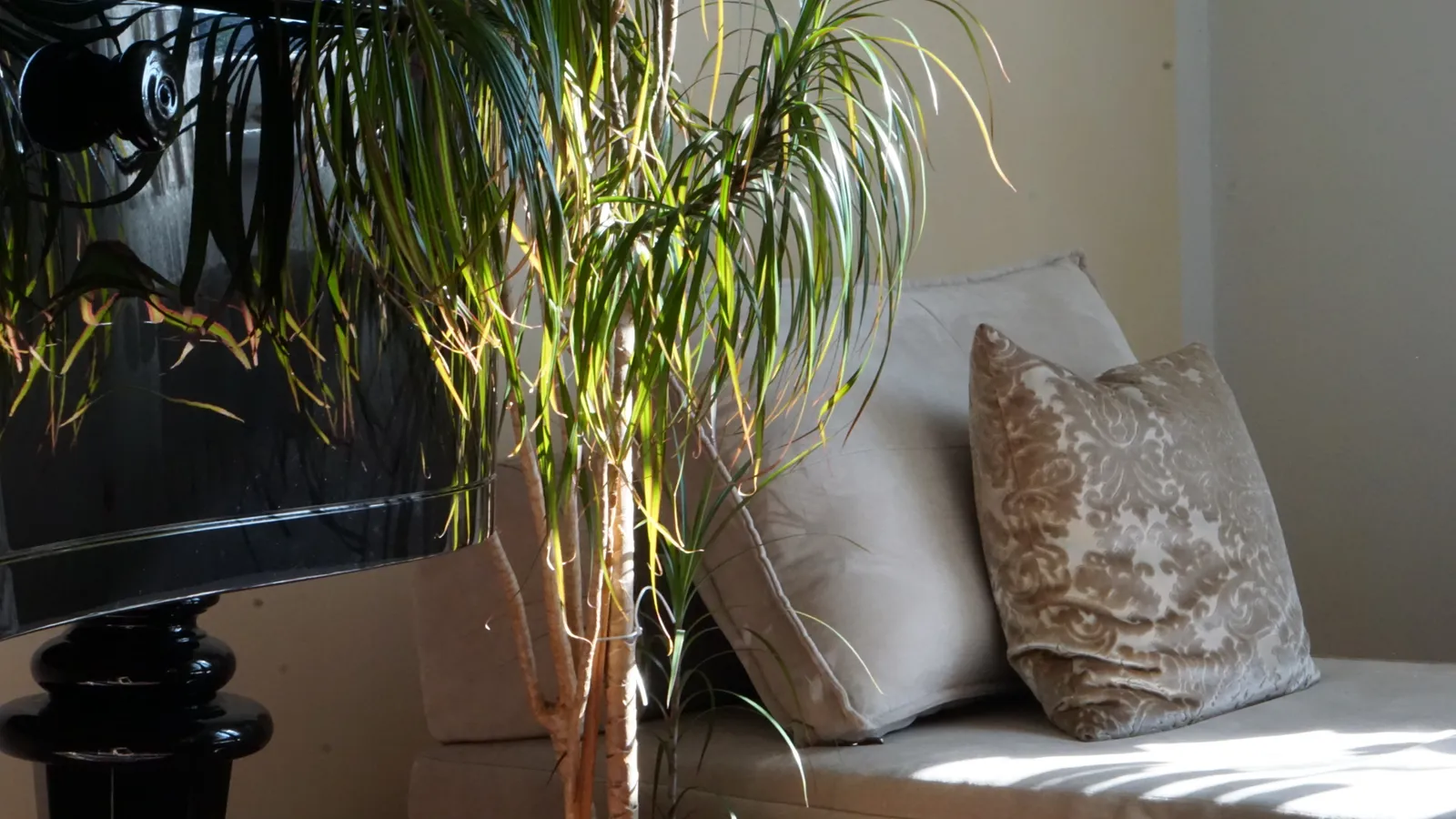 Sofa mit Zimmerpflanze im Sonnenlicht – Praxisraum für Musiktherapie in Linz-Urfahr